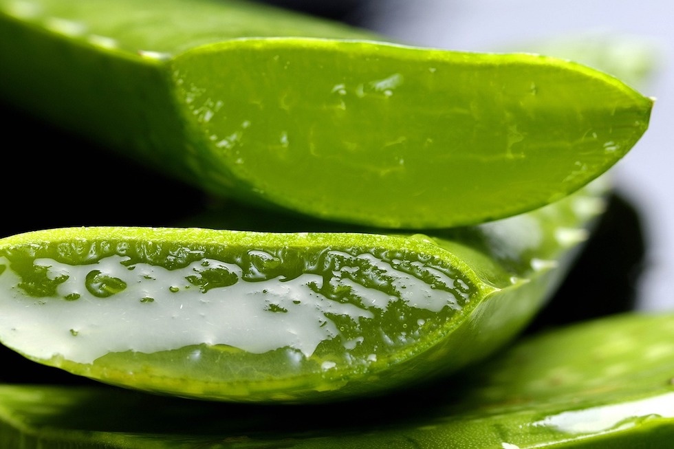 Aloe Vera seit Jahrhunderten Aloe Vera seit Jahrhunderten
