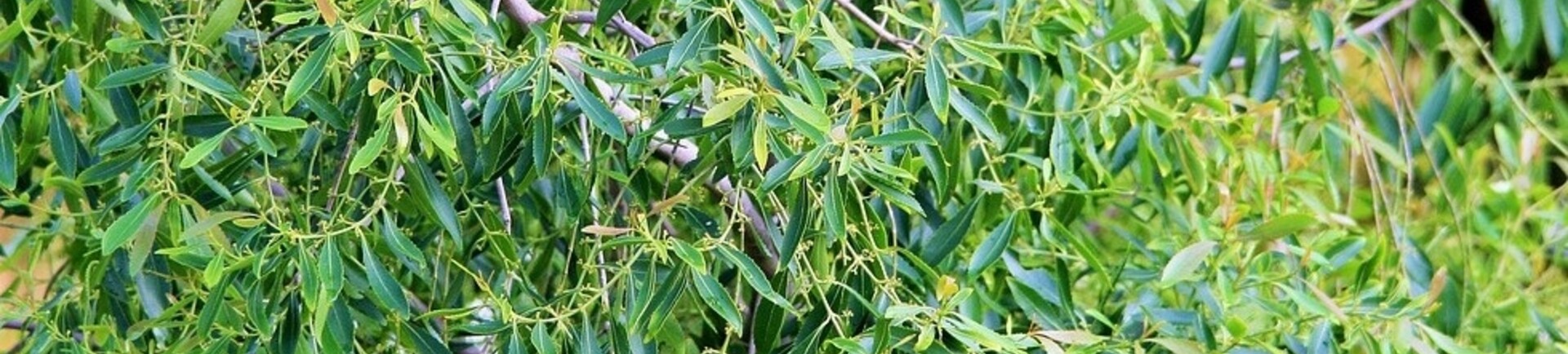 The rise of tea tree