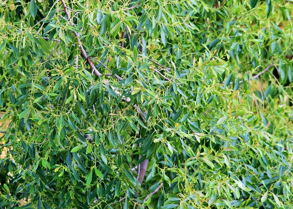 The rise of tea tree The rise of tea tree