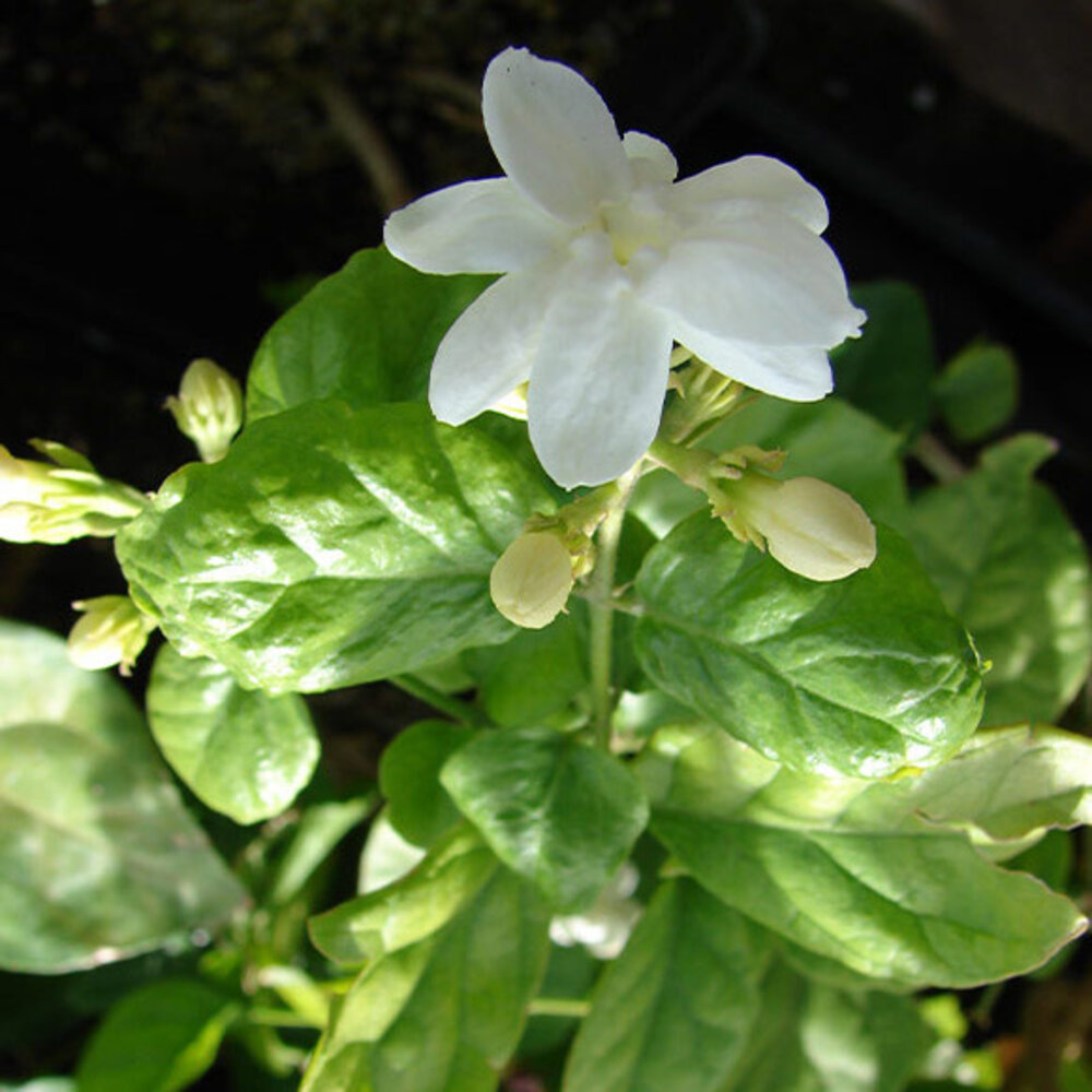 The Ohm Collection DEOdorant Jasmijn The Ohm Collection DEOdorant Jasmijn