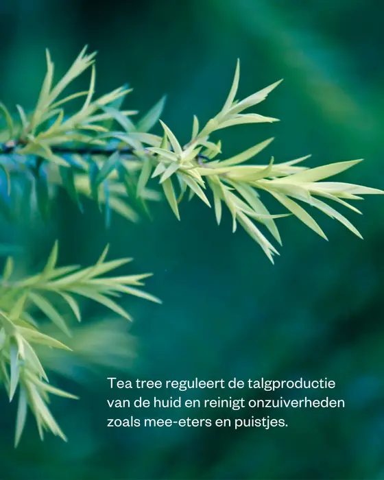 Flow Cosmetics Gesichtsreiniger mit Aktivkohle und Teebaumöl