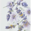 Yardley - English Lavender Zeep 3 x 100 gr