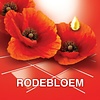Ajax Allzweckreiniger Fete de Fleur Rote Blumen - 1 ltr.