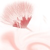 Kneipp Silky Secret - Shower foam - Silk tree blossom - Cap missing