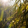 WELEDA - Purifying Cleansing Gel - Willow - 100ml - 100% natural