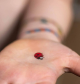 Ducky Street LADYBUG TATTOO | CHILDREN'S TATTOO | SMALL TATTOOS FOR KIDS