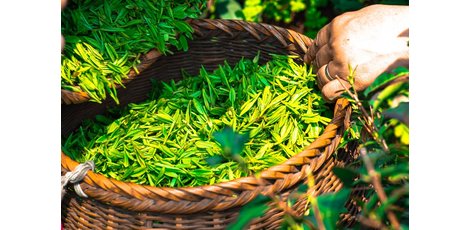 De gezondheidsvoordelen van Groene Thee