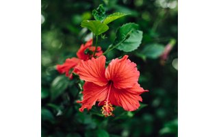 Hibiscus thee