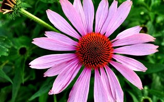 Echinacea thee