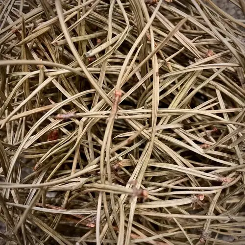 Van Bruggen Thee Dennennaalden thee (hele dennennaalden)