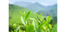 Hoe zit het met cafeïne in thee?