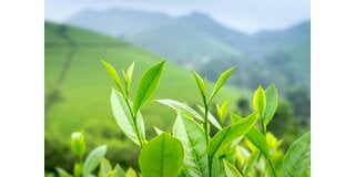 Hoe zit het met cafeïne in thee?