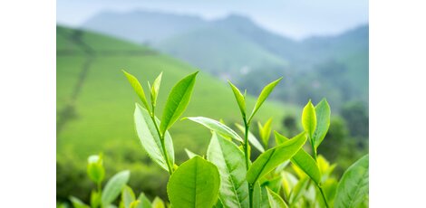 Hoe zit het met cafeïne in thee?