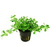 Bacopa 'Compact'