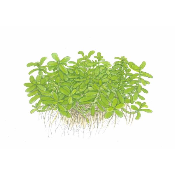 Tropica Bacopa 'Compact'