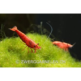 Garnelenmarkt Sakura - Neocaridina davidi var. red