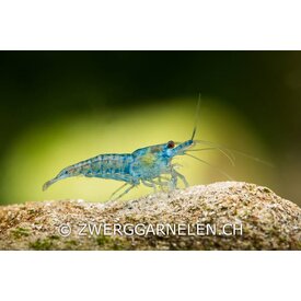 Garnelenmarkt Blue Jelly - Neocaridina davidi var. Blue Jelly