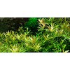 Rotala 'Vietnam H'ra' - InVitro