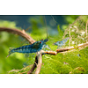 Aura Blue - Caridina cf. serrata "Aura Blue"