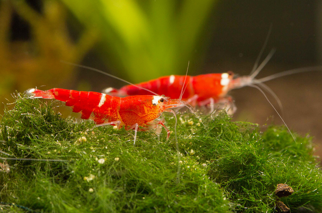 Super Crystal Red High Grade schönste Garnelen im Aquarium
