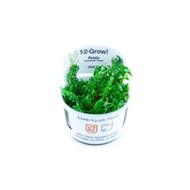 Tropica Rotala rotundifolia 'Green' - InVitro