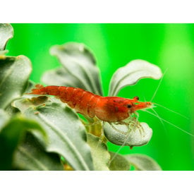 Garnelenmarkt Red Fire - Neocaridina davidi var. red