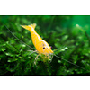 Yellow Fire NEON - Neocaridina davidi var. yellow