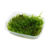 Taxiphyllum barbieri 'Bogor Moss' - Javamoos - Portion