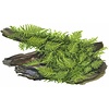 Vesicularia montagnei 'Christmas Moss' - Portion