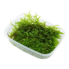 Tropica Vesicularia montagnei 'Christmas Moss' - Portion