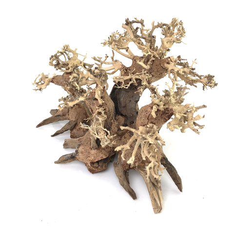 Wald Bonsai handgefertigte Unikate für Ihr Garnelenaquarium