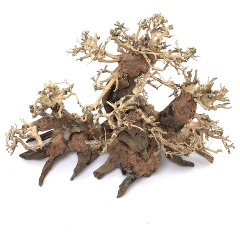 Wald Bonsai handgefertigte Unikate für Ihr Garnelenaquarium