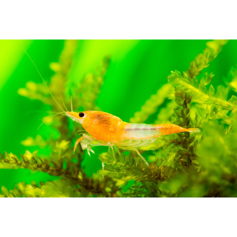 Orange Rili - Neocaridina davidi var. rili