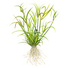 Juncus repens - InVitro