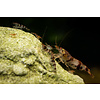 15er Gruppe Raccoon Tiger - Caridina spec. „Raccoon Tiger“