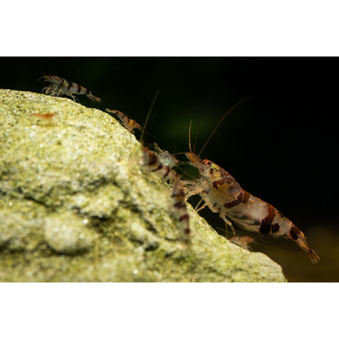 15er Gruppe Raccoon Tiger - Caridina spec. „Raccoon Tiger“