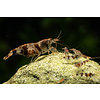 15er Gruppe Raccoon Tiger - Caridina spec. „Raccoon Tiger“