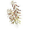Proserpinaca palustris 'Cuba' - InVitro