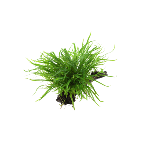Microsorum pteropus 'Trident' auf Wurzel