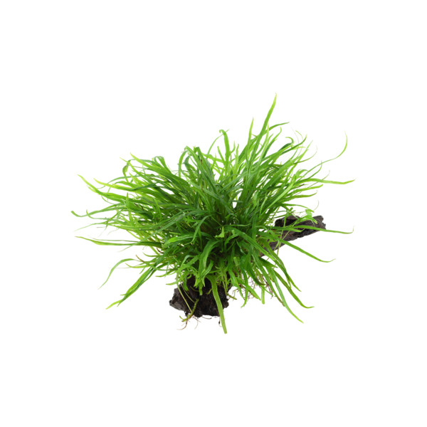 Tropica Microsorum pteropus 'Trident' auf Wurzel