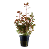 Ludwigia palustris 'Super Red'