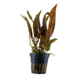 Tropica Cryptocoryne usteriana