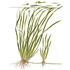 Vallisneria spiralis 'Tiger'