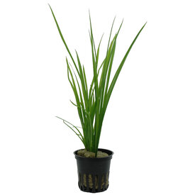 Tropica Cyperus helferi