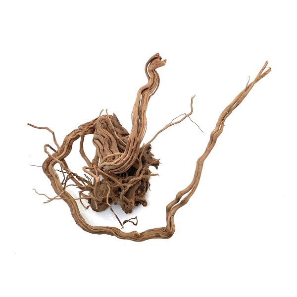Garnelenmarkt Curl Wood #12