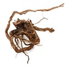 Curl Wood #12