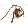 Curl Wood #12