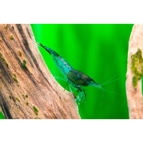 Green Rili