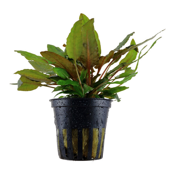 Tropica Cryptocoryne wendtii 'Tropica'