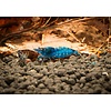 25er Gruppe Blue Dream/Blue Velvet